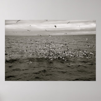 Icelandic flock of birds poster