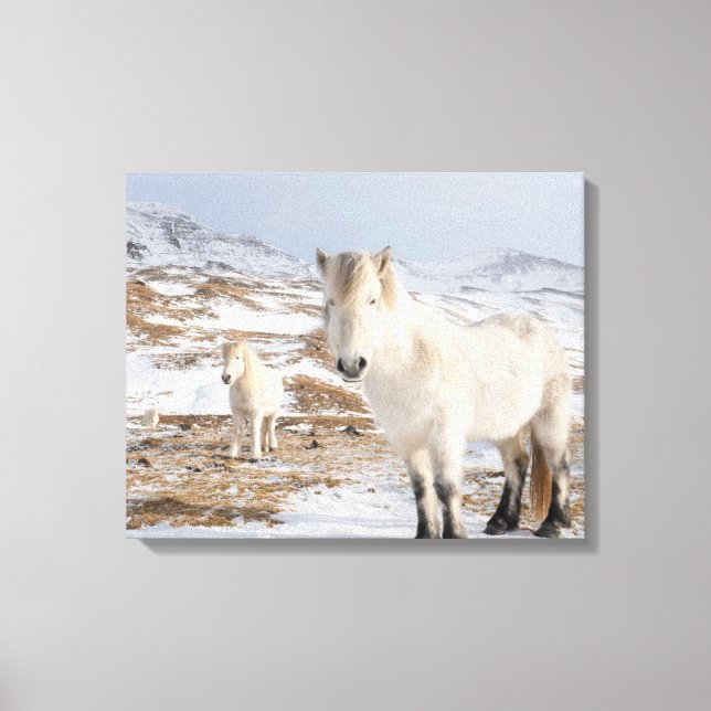 Icelandic Horse | Blonduos, Iceland Canvas Print (Front)