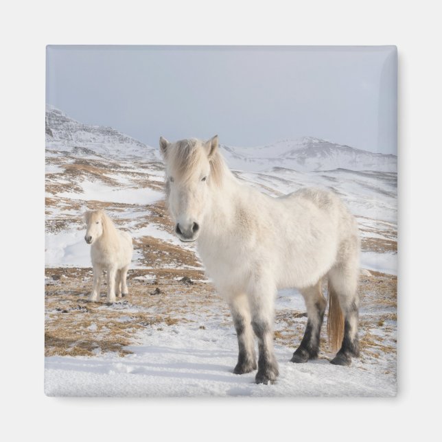 Icelandic Horse | Blonduos, Iceland Magnet (Front)