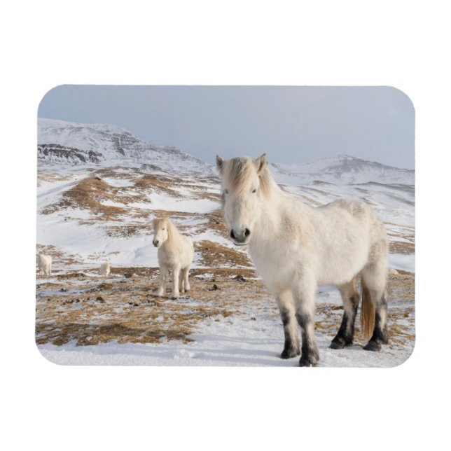 Icelandic Horse | Blonduos, Iceland Magnet (Horizontal)
