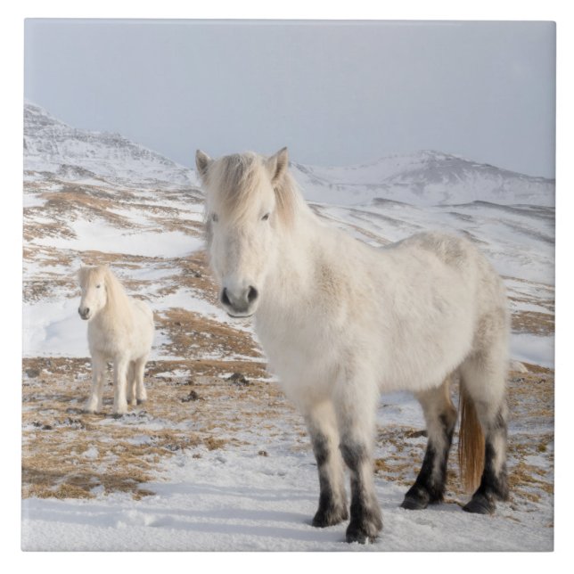 Icelandic Horse | Blonduos, Iceland Tile (Front)
