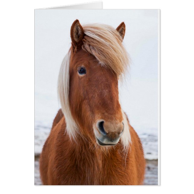 Icelandic Horse during winter (Front)