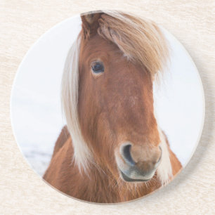 Icelandic Horse during winter Coaster