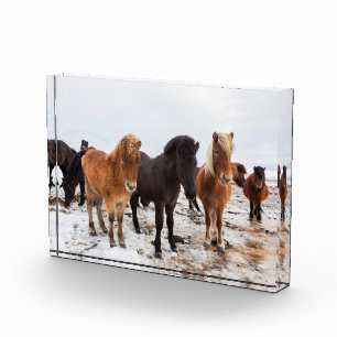 Icelandic Horse During Winter Iceland Photo Block