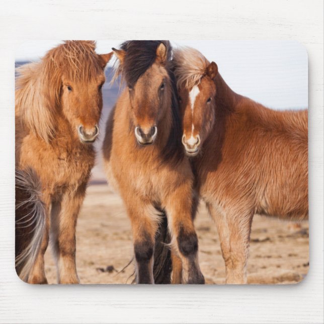 Icelandic Horse during winter Mouse Pad (Front)