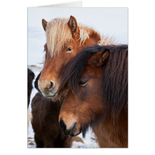 Icelandic Horse during winter on Iceland