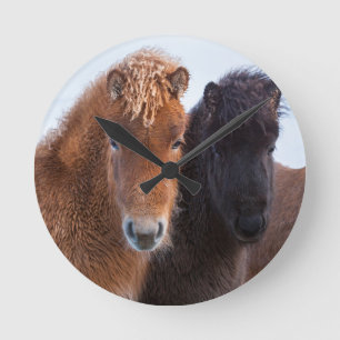 Icelandic Horse during winter on Iceland 2 Round Clock