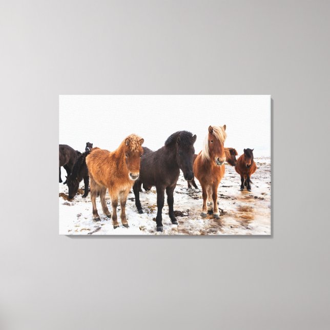 Icelandic Horse during winter on Iceland Canvas Print (Front)