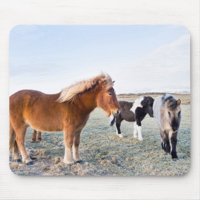 Icelandic Horse During Winter on Iceland Mouse Pad (Front)