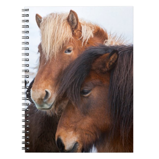 Icelandic Horse during winter on Iceland Notebook (Front)