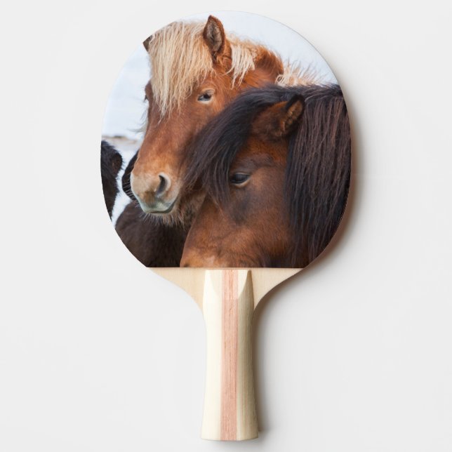 Icelandic Horse during winter on Iceland Ping Pong Paddle (Front)