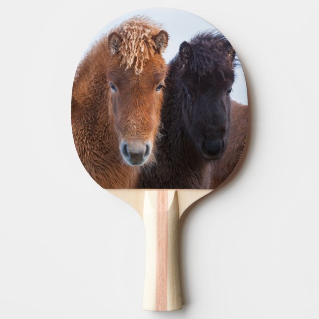 Icelandic Horse during winter on Iceland Ping Pong Paddle (Front)