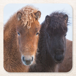 Icelandic Horse during winter on Iceland Square Paper Coaster