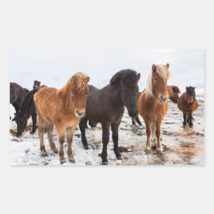 Icelandic Horse during winter on Iceland Sticker