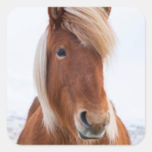 Icelandic Horse during winter Square Sticker