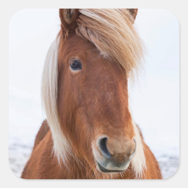 Icelandic Horse during winter Square Sticker (Front)