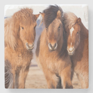 Icelandic Horse during winter Stone Coaster