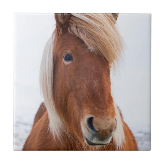 Icelandic Horse during winter Tile (Front)