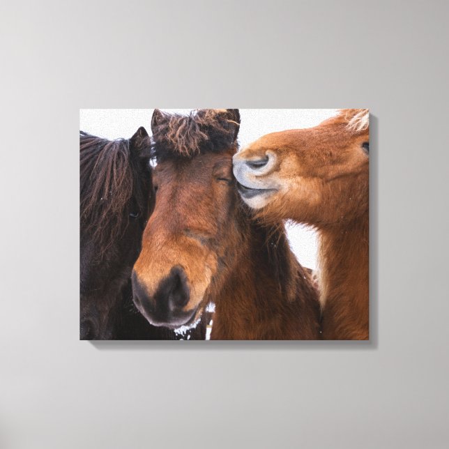 Icelandic Horse Friends, Iceland Canvas Print (Front)