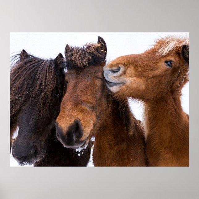 Icelandic Horse Friends, Iceland Poster (Front)