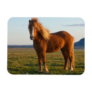 Icelandic Horse in Sunset Light Magnet