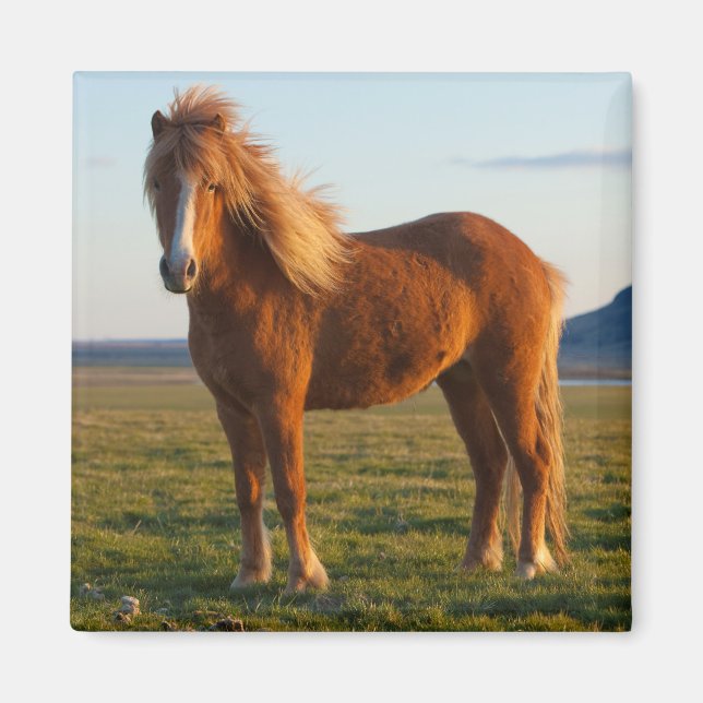 Icelandic Horse in Sunset Light Magnet (Front)