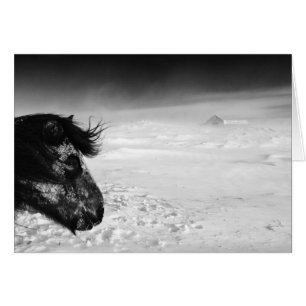Icelandic horse in winter wilderness