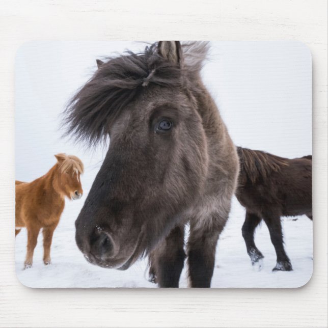 Icelandic Horse portrait, Iceland Mouse Pad (Front)