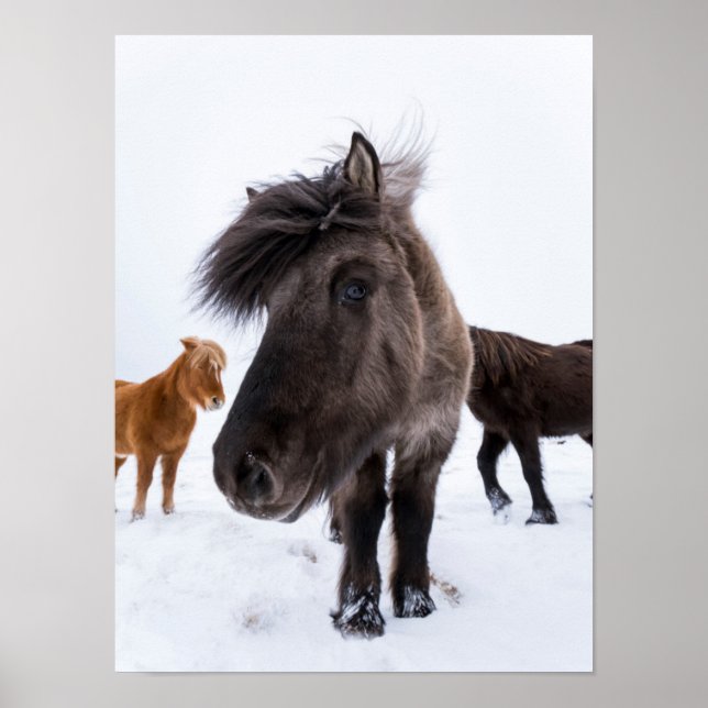 Icelandic Horse portrait, Iceland Poster (Front)