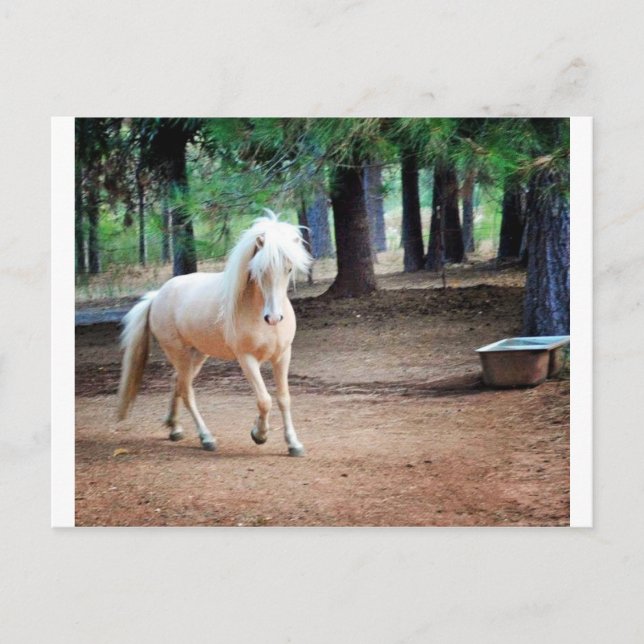 Icelandic Horse Postcard (Front)
