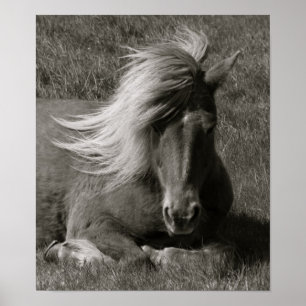 Icelandic Horse Poster