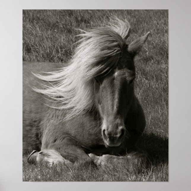 Icelandic Horse Poster (Front)