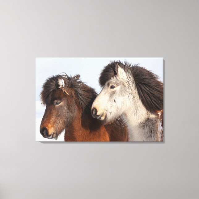 Icelandic Horse profile, Iceland Canvas Print (Front)