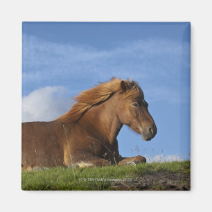 Icelandic horse resting and sky magnet