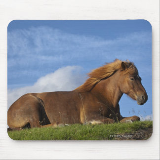 Icelandic horse resting and sky mouse pad