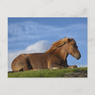 Icelandic horse resting and sky postcard
