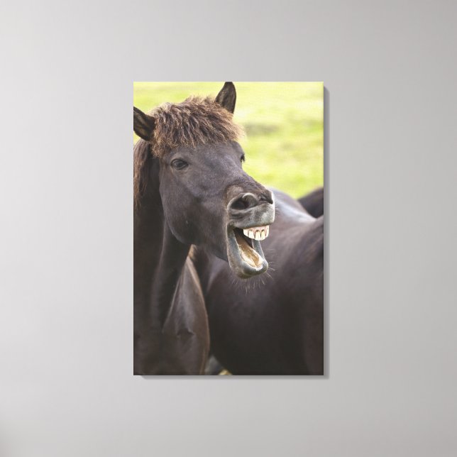 Icelandic horse with funny expression canvas print (Front)
