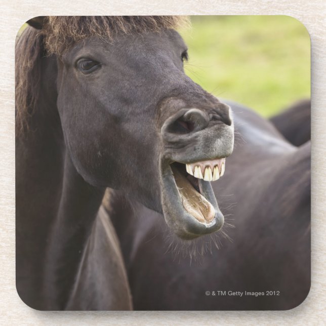 Icelandic horse with funny expression coaster (Front)