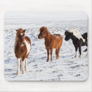Icelandic Horse with Typical Winter Coat Mouse Pad