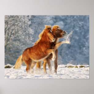 Icelandic Horses Foal Playing in Snow Funny Photo Poster