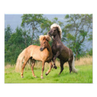 Icelandic Horses Funny Playing Rearing  Paperprint