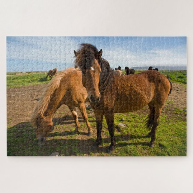 Icelandic Horses Graze Jigsaw Puzzle (Horizontal)