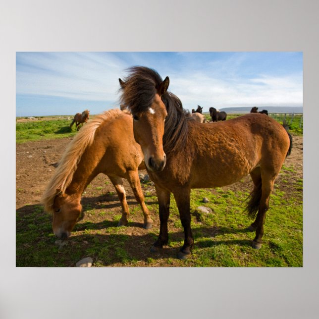 Icelandic Horses Graze Poster (Front)