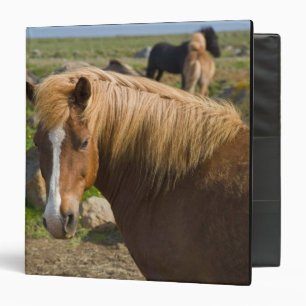 Icelandic Horses in northeastern Iceland. Binder