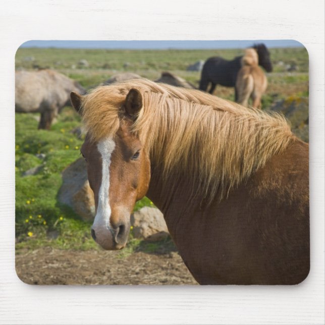 Icelandic Horses in Northeastern Iceland Mouse Pad (Front)
