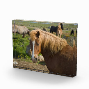 Icelandic Horses in Northeastern Iceland Photo Block