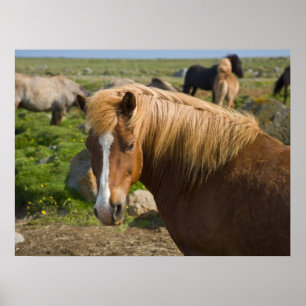 Icelandic Horses in Northeastern Iceland Poster