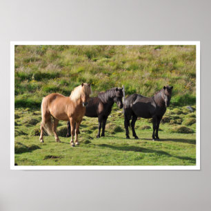 Icelandic Horses in Pasture Poster