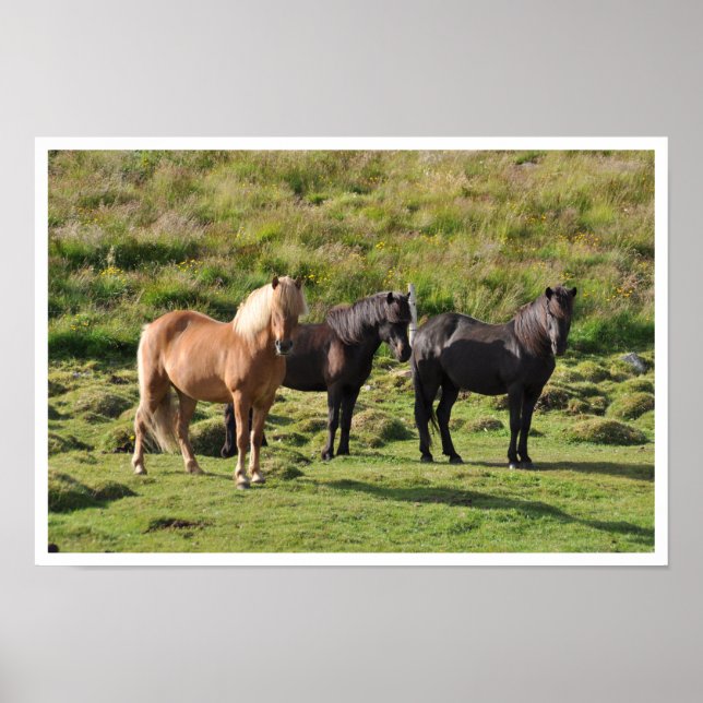 Icelandic Horses in Pasture Poster (Front)