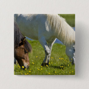 Icelandic Horses in western Iceland. 2 Inch Square Button